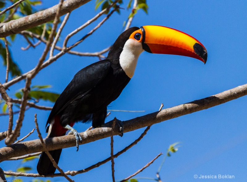 Toco Toucan