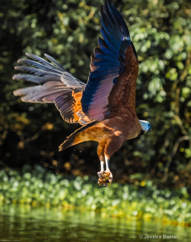 Black-collared Hawk with Fish
