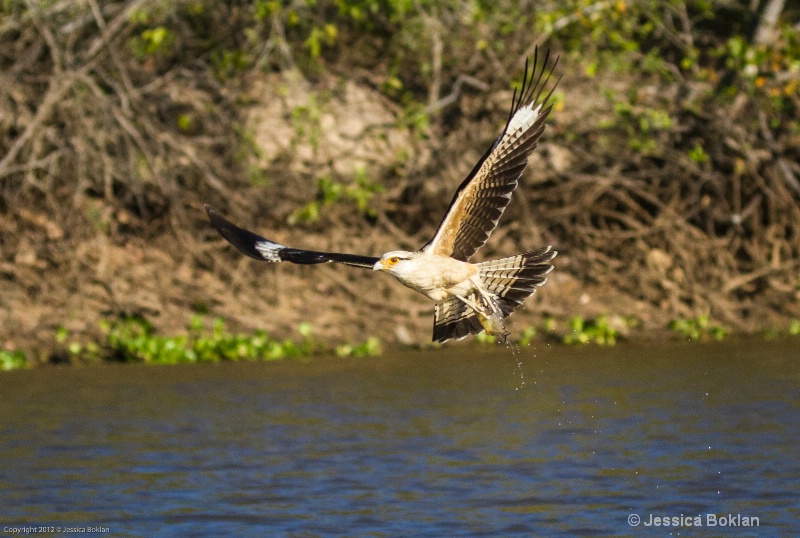 Yellow-headed Caracara with Fish