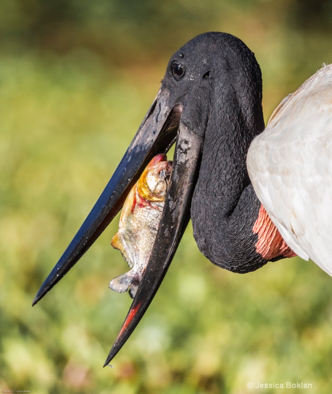 Jabiru with Fish