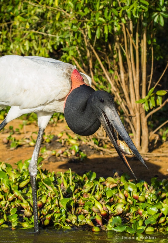 Jabiru Fishing