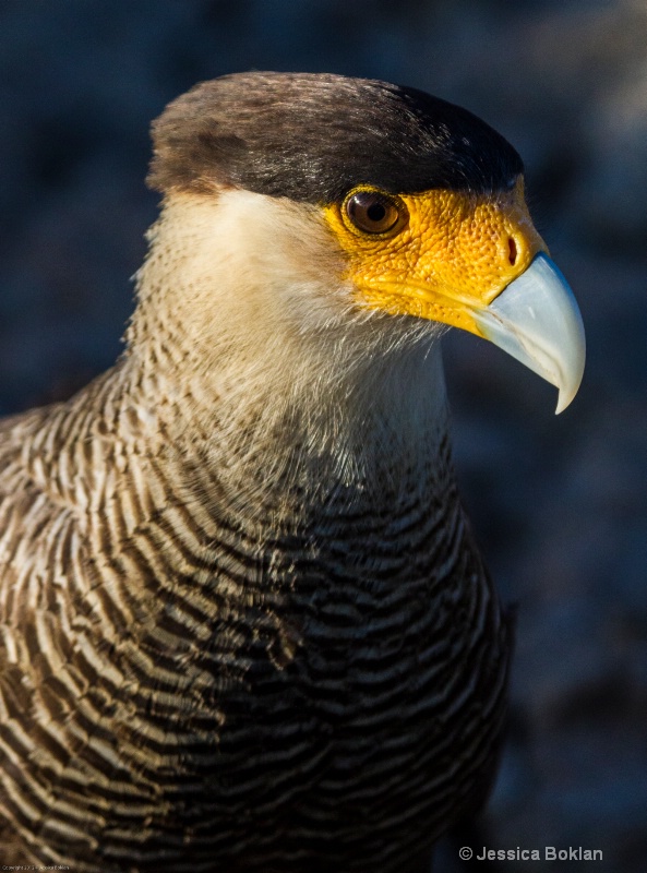 Crested Caracara