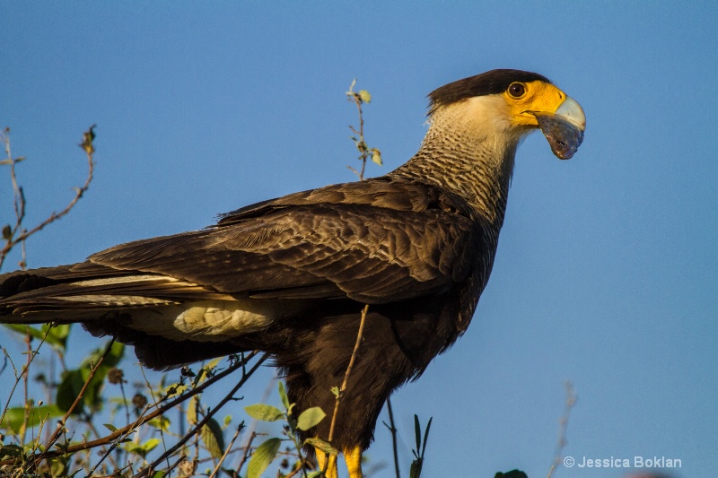 Crested Caracara