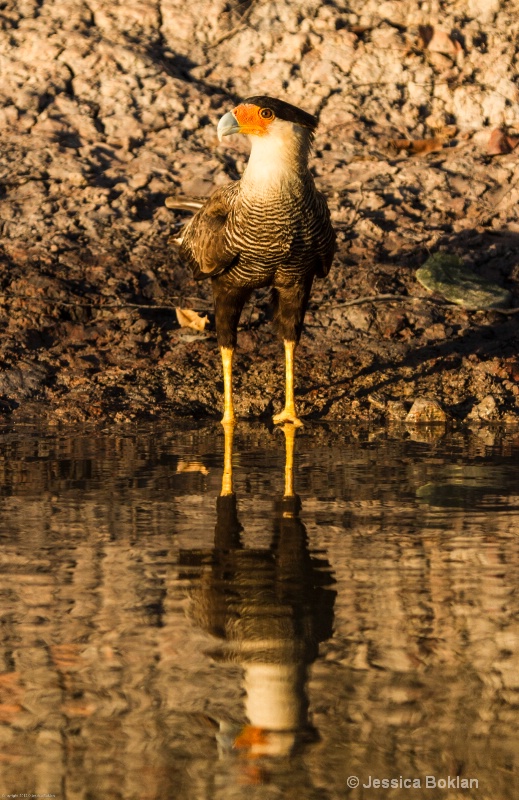 Crested Caracara