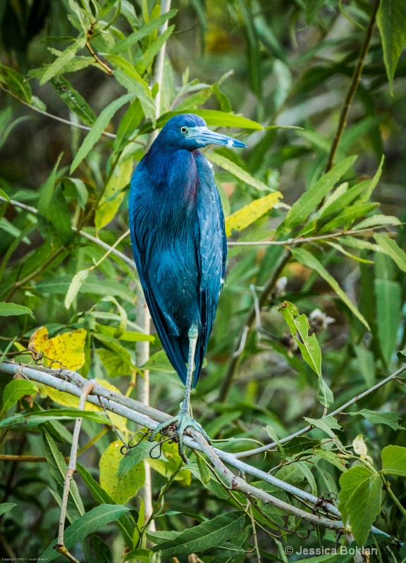 One-legged Little Blue Heron