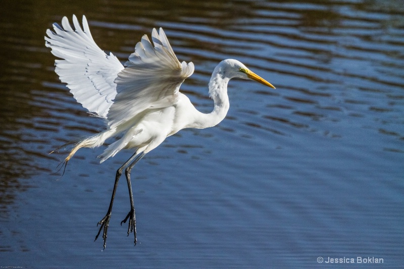 Great Egret