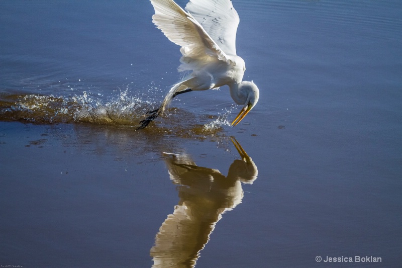 Great Egret Fishing