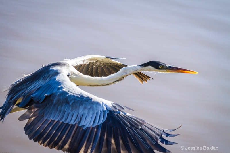 White-necked Heron