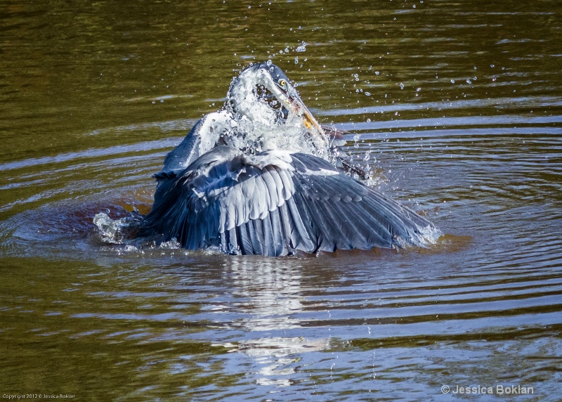 White-necked Heron Fishing