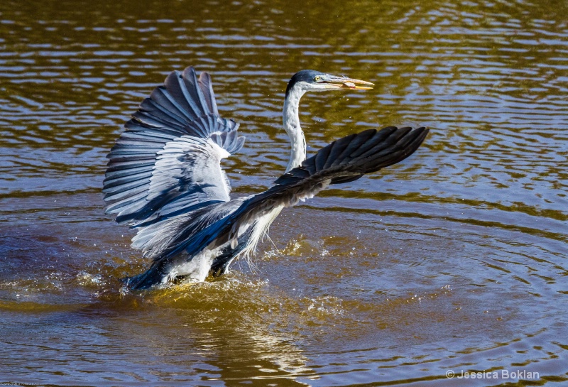 White-necked Heron with Fish