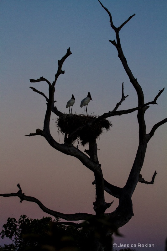 Jabiru Nest at Sunset