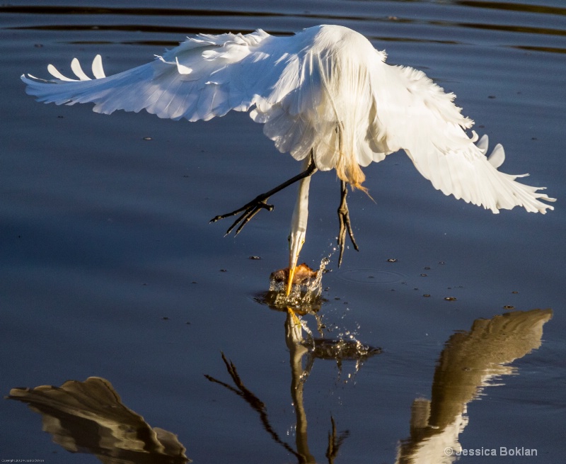 Great Egret Fishing