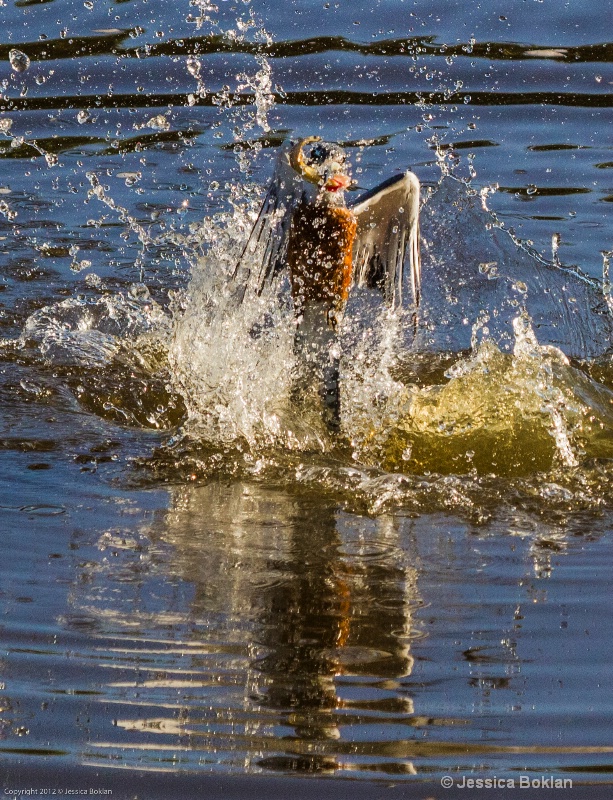 Ringed Kingfisher Fishing