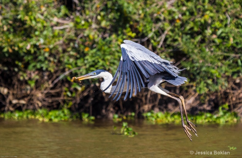 White-necked Heron with Fish