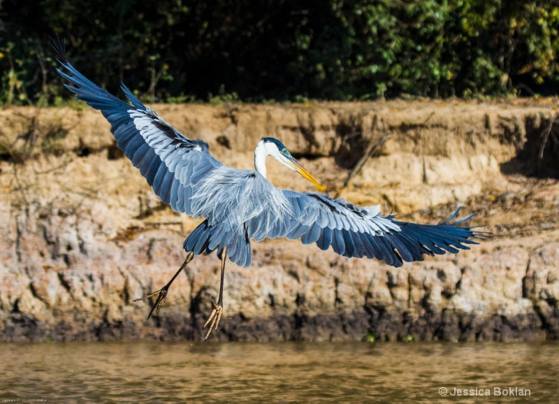 White-necked Heron