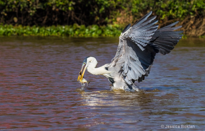 White-necked Heron Fishing