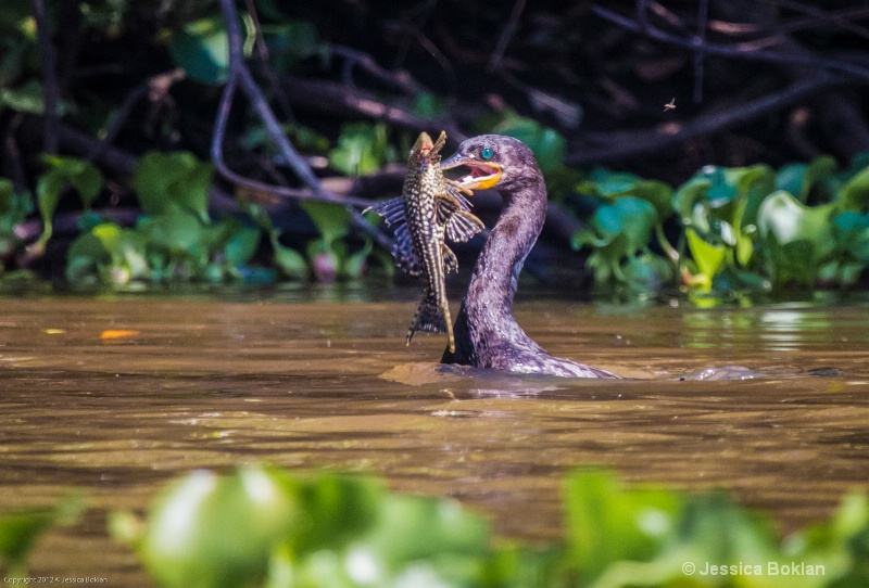 Olivaceous Cormorant with Plecostamus