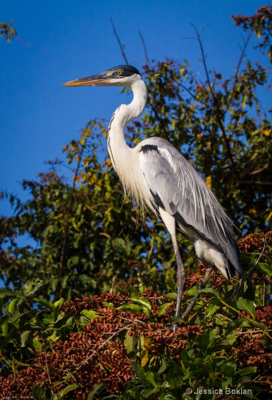 White-necked Heron