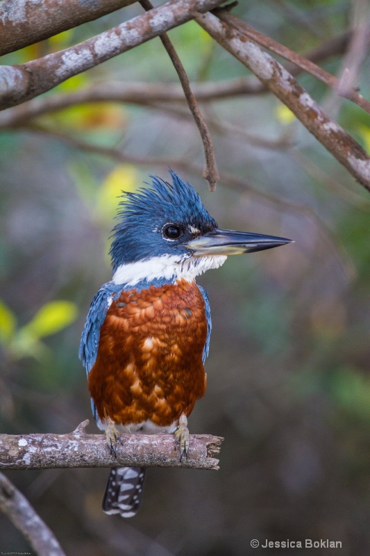 Ringed Kingfisher