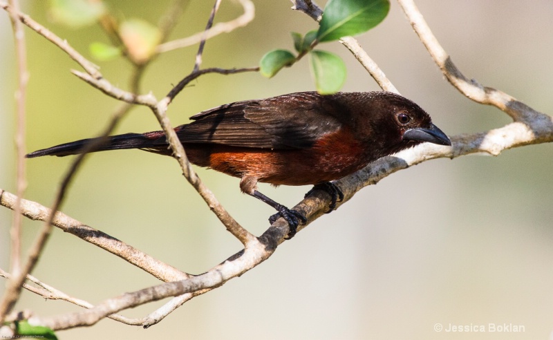 Silver-beaked Tanager (Female)