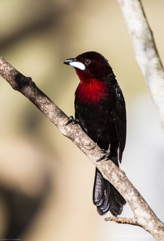 Silver-beaked Tanager (Male)