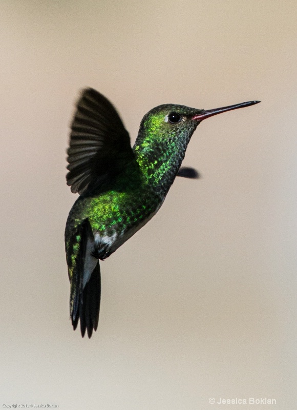 Glittering-throated Emerald