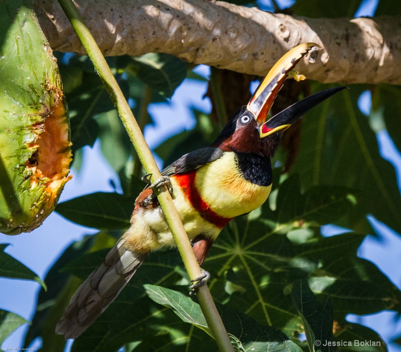 Chestnut-eared Aracari Eating Papaya