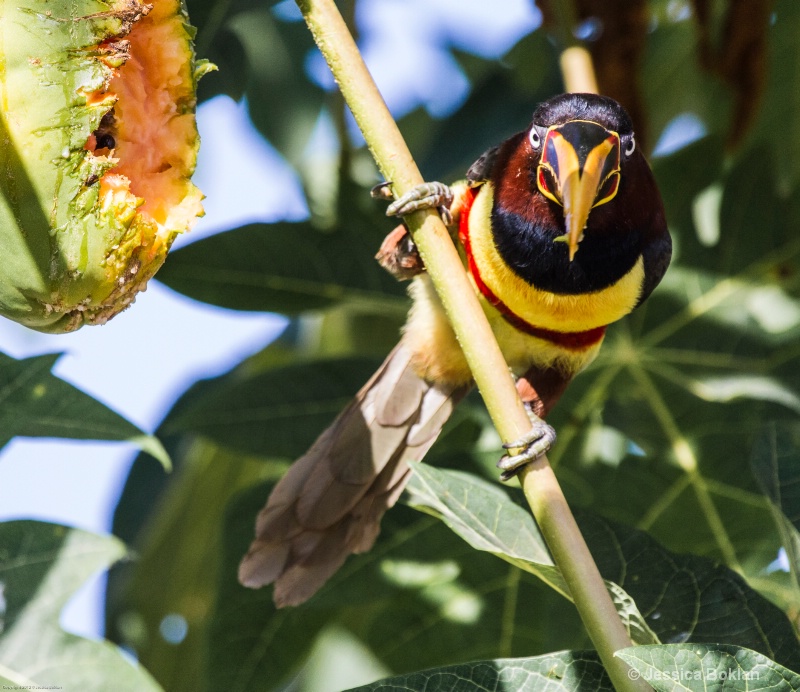 Chestnut-eared Aracari