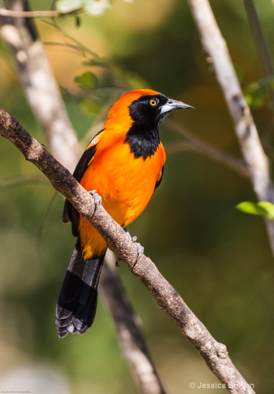 Orange-backed Oriole