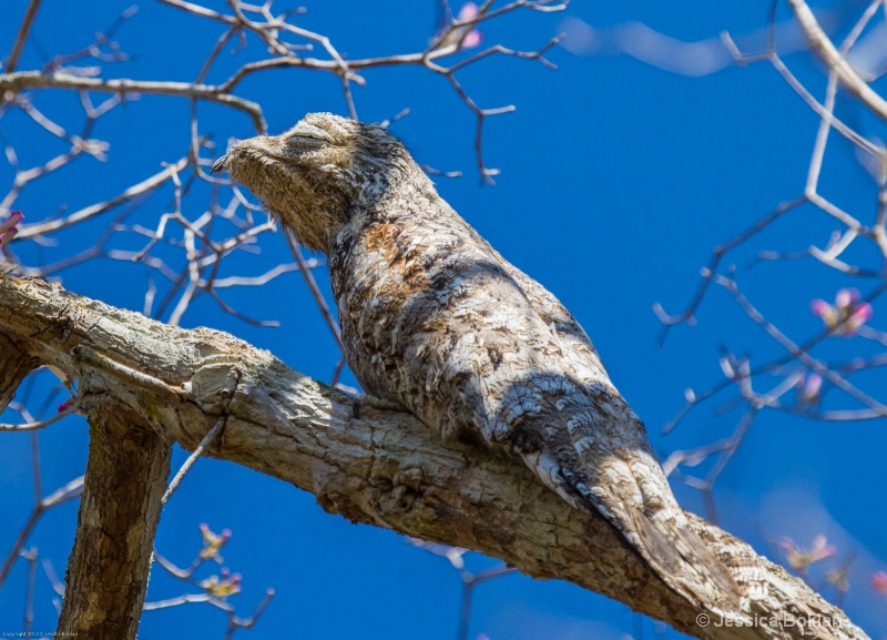 Great Potoo