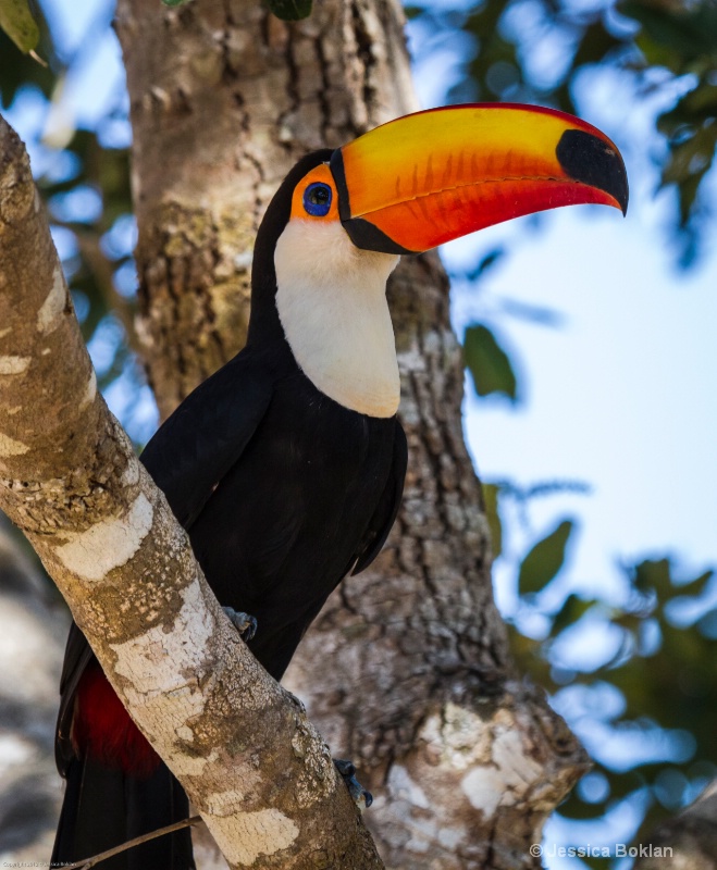 Toco Toucan