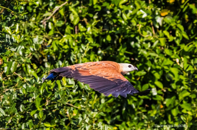 Black-collared Hawk with Fish