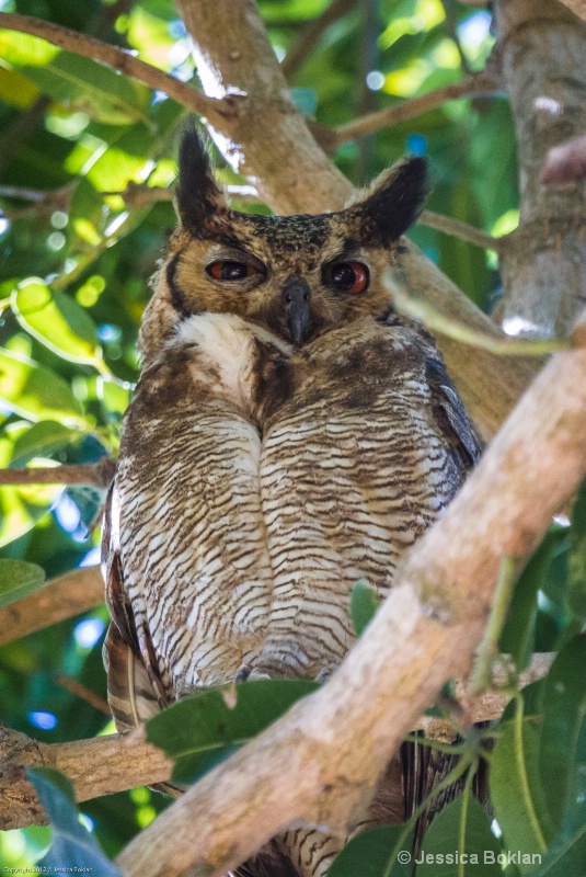 Great Horned Owl