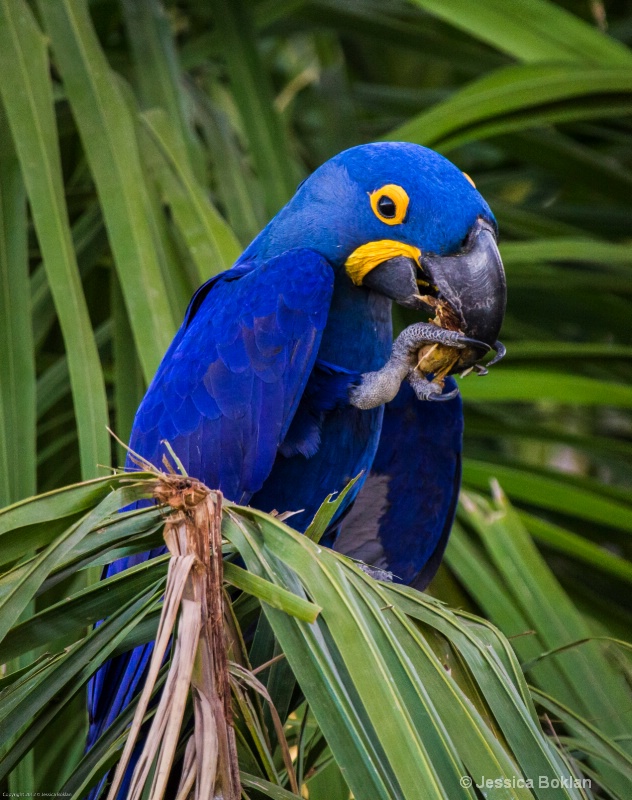 Hyacinth Macaw