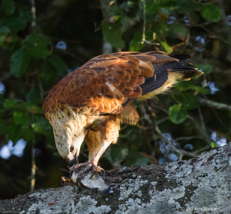 Black-collared Hawk with Fish