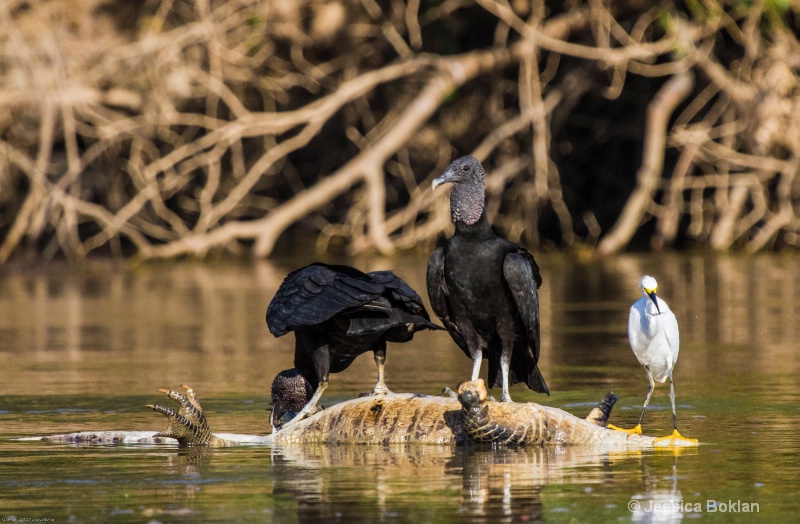 Black Vultures and Snowy Egret atop Caiman Carcass