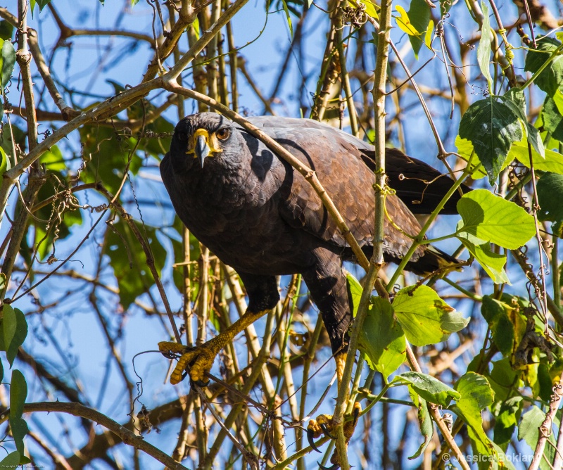 Great Black Hawk