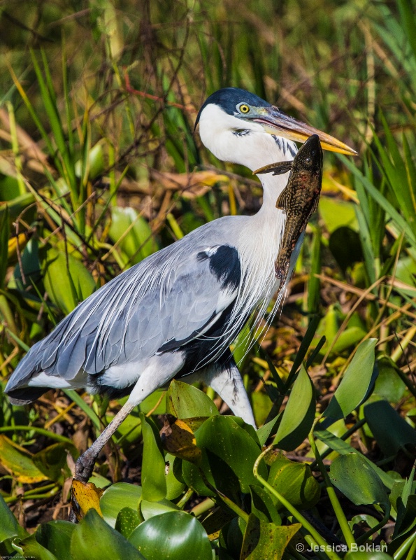 White-necked Heron with Plecostamus