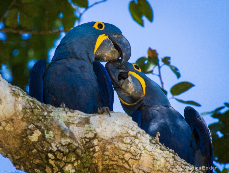 Hyacinth Macaw Parent with Chick