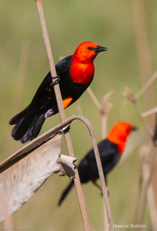 Scarlet-headed Blackbird