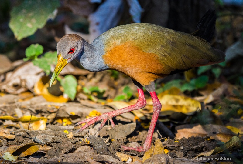 Grey-necked Wood Rail