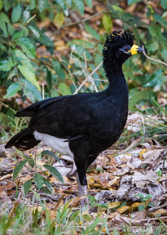 Bare-faced Currasow (Male)
