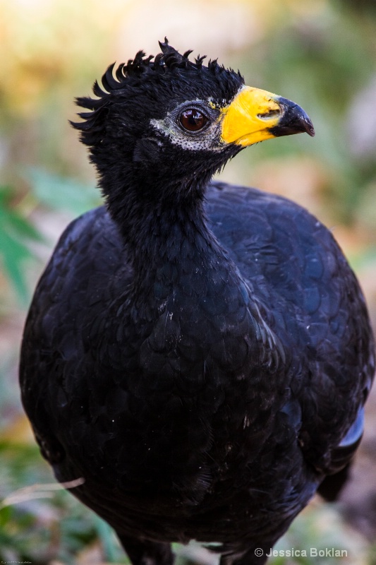 Bare-faced Currasow (Male Chick)