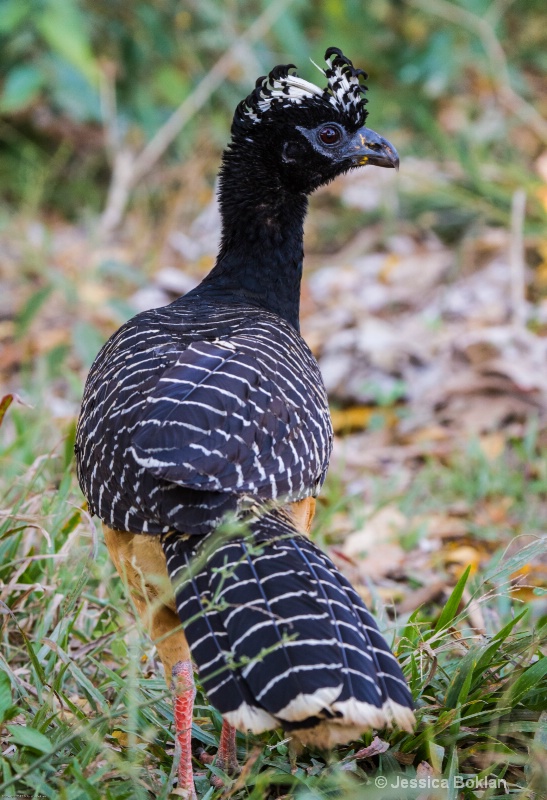 Bare-faced Currasow (Female)