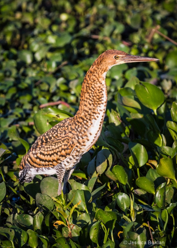 Young Tiger Heron