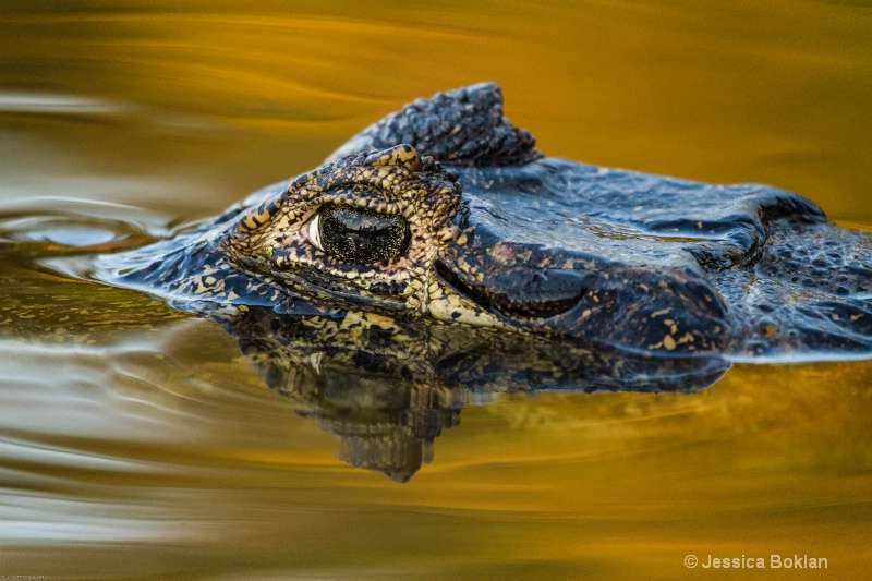 Caiman