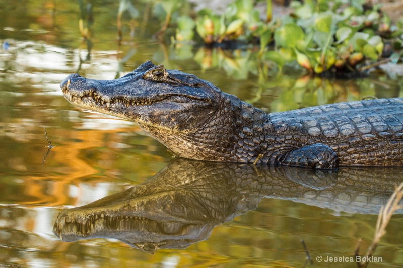 Caiman