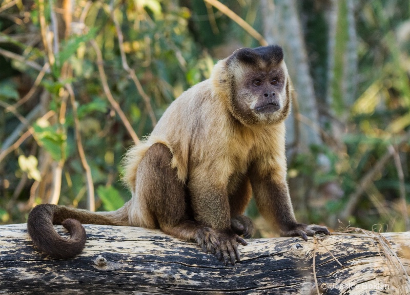 Brown Capuchin Monkey