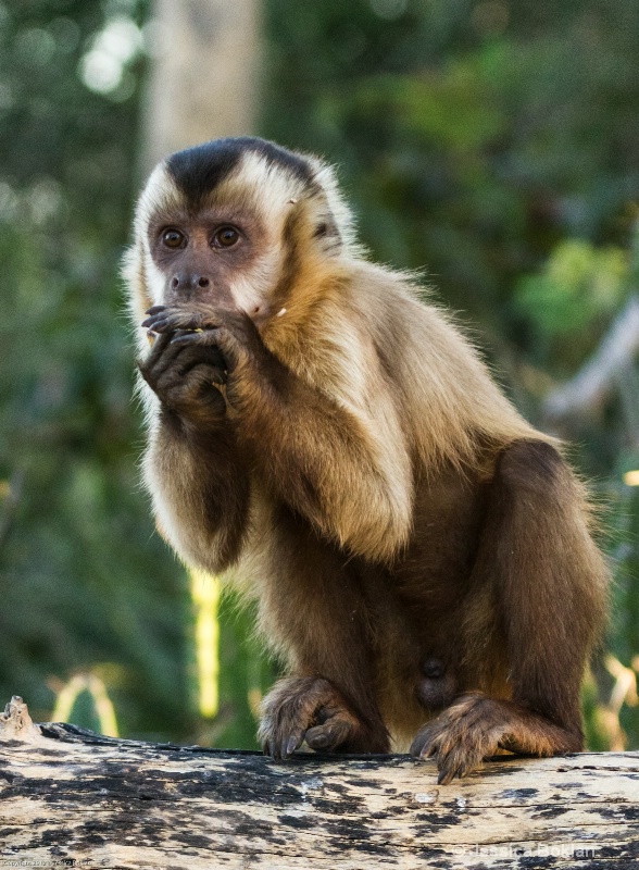 Young Brown Capuchin Monkey