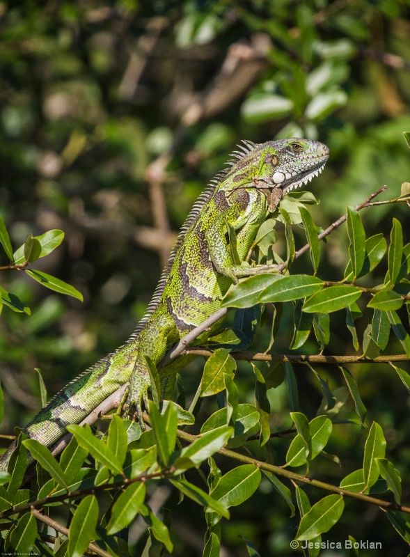 Iguana